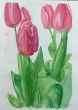 Tulpen (1).jpg